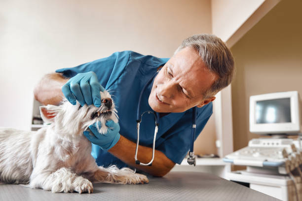Best Broken or Chipped Tooth Repair in New Philadelphia, OH